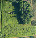 A fun part of your educational school field trip and tour is often an adventure through the giant corn maze at Lewis Farm Market, Corn Maze & Petting Zoo in New Era, Michigan, north of Grand Rapids.