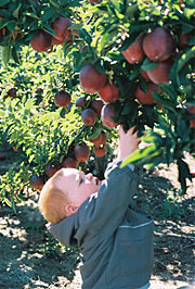 Pick your own apples, ride the apple express, run the corn maze, and visit our petting zoo Ride the Apple Express, Pick Apples and Pumpkins, and more-Lewis Farm Market, Corn Maze, & Petting Farm, New Era, Michigan, n of Grand Rapids