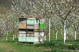 Educational school field trips learn about the role bees play in grown fruits and vegetables at Lewis Farm Market, Corn Maze & Petting Zoo in New Era, Michigan, north of Grand Rapids. 