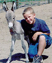 We usually have lots of babies at the farm Petting Zoo at Lewis Farm Market, Corn Maze, & Petting Farm, New Era, Michigan, n of Grand Rapids