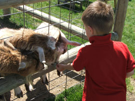 Kids learn about animals and where food comes from at Lewis Farm Market, Corn Maze & Petting Zoo in New Era, Michigan, north of Grand Rapids