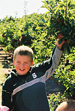 Educational school field trips help students understanding the role of agriculture, at Lewis Farm Market, Corn Maze & Petting Zoo in New Era, Michigan, north of Grand Rapids