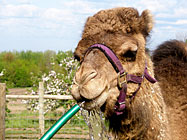 Jeffrey has learned to drink from the hose, Petting Zoo at Lewis Farm Market, Corn Maze, & Petting Farm, New Era, Michigan, n of Grand Rapids