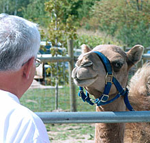 Charming camels and other fascinating animals at Lewis Farm Market, Corn Maze & Petting Zoo in New Era, Michigan, north of Grand Rapids. 