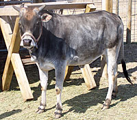 Zebus are a special breed of cattle, among the many animals you can learn about at Petting Zoo at Lewis Farm Market, Corn Maze, & Petting Farm, New Era, Michigan, n of Grand Rapids