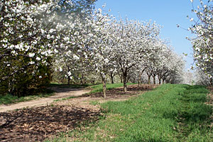 Students enjoy an educational field trip through the orchards and fields at Lewis Farm Market, Corn Maze & Petting Zoo in New Era, Michigan, north of Grand Rapids