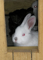 At certain times, we do have bunnies looking for new homes, Bunny Village at Lewis Farm Market, Corn Maze, & Petting Farm, New Era, Michigan, n of Grand Rapids