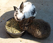 A variety of bunnies and rabbits for kids to enjoy Bunny Village at Lewis Farm Market, Corn Maze, & Petting Farm, New Era, Michigan, n of Grand Rapids