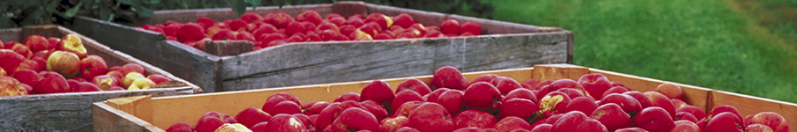 appleBins